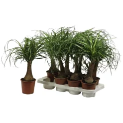 Gartenkrone Elefantenfuss, Beaucarnea Recurvata, Im Kunststoff-Kulturtopf 12 Gartenkrone Elefantenfuss, Beaucarnea Recurvata, Im Kunststoff-Kulturtopf -Wohnen Wohndeko Verkäufe unnamed file 38