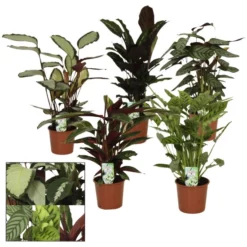 Gartenkrone Korbmarante, Calathea Mix »in Sorten«