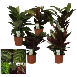 Gartenkrone Korbmarante, Calathea Mix »in Sorten«