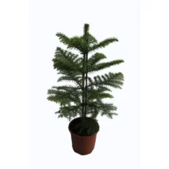 Gartenkrone Zimmertanne, Araucaria Heterophylla