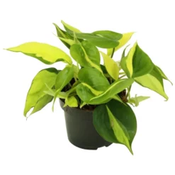 Gartenkrone Baumfreund, Philodendron Scandens »Brasil«