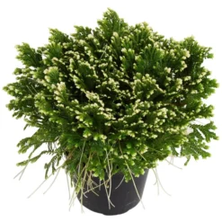 Gartenkrone Moosfarn, Selaginella Apoda