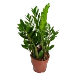 Zamie, Zamioculcas Zamiifolia