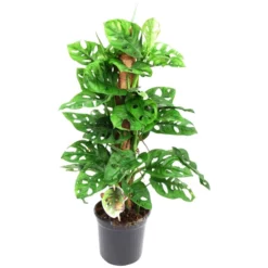 Gartenkrone Fensterblatt, Monstera Obliqua »Monkey Leaf«