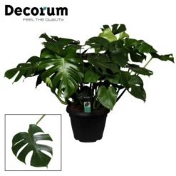 Gartenkrone Fensterblatt, Monstera Deliciosa