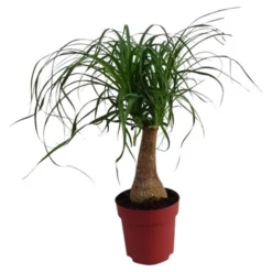 Gartenkrone Palmlilie, Yucca Elephantipes »Maya Tree«, Im Kunststoff-Kulturtopf