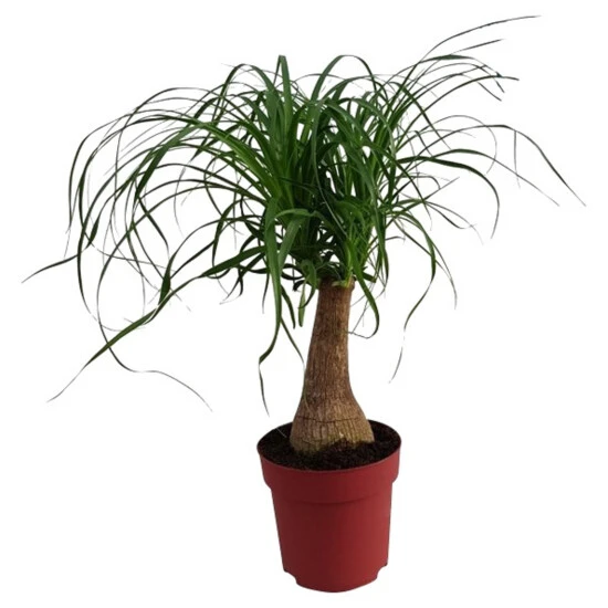 Gartenkrone Palmlilie, Yucca Elephantipes »Maya Tree«, Im Kunststoff-Kulturtopf 3 Gartenkrone Palmlilie, Yucca Elephantipes »Maya Tree«, Im Kunststoff-Kulturtopf