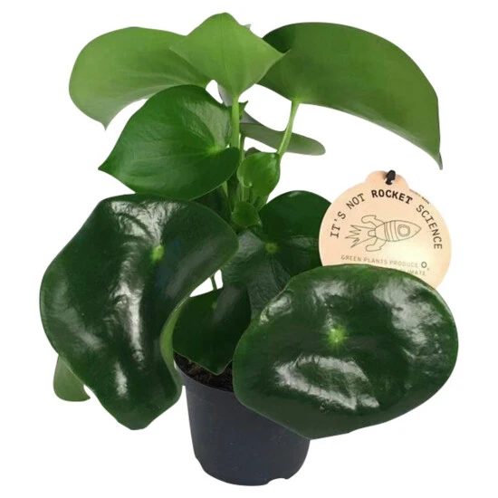 Zwergpfeffer, Peperomia Polybotrya »Raindrop« 3 Zwergpfeffer, Peperomia Polybotrya »Raindrop«