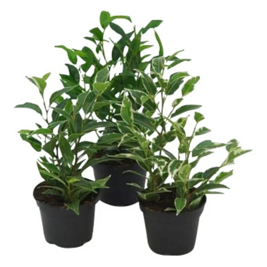 Gartenkrone Efeutute, Epipremnum Mix »in Sorten« 3 Gartenkrone Efeutute, Epipremnum Mix »in Sorten«