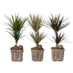 Gartenkrone Drachenbaum, Dracaena Mix »in Sorten«