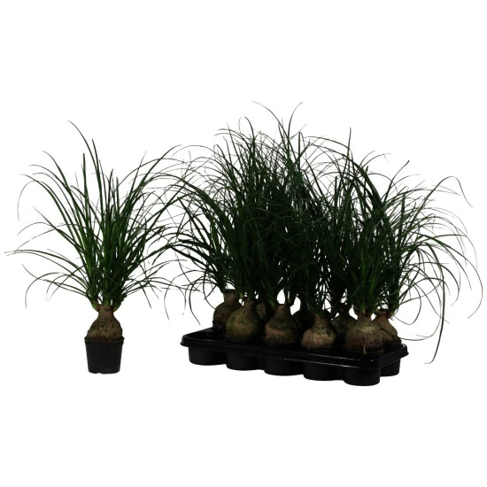 Elefantenfuß, Beaucarnea Recurvata »Nolina« 3 Elefantenfuß, Beaucarnea Recurvata »Nolina«