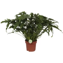 Baumfreund, Philodendron Bipinnatifidum »Little Hope«