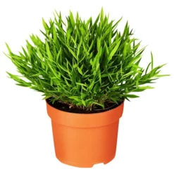 Gartenkrone Zimmerbambus, Pogonatherum Paniceum »Monica«