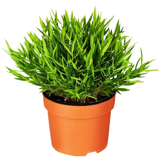 Gartenkrone Zimmerbambus, Pogonatherum Paniceum »Monica« 3 Gartenkrone Zimmerbambus, Pogonatherum Paniceum »Monica«