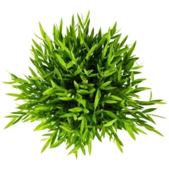 Gartenkrone Zimmerbambus, Pogonatherum Paniceum »Monica« 9 Gartenkrone Zimmerbambus, Pogonatherum Paniceum »Monica« -Wohnen Wohndeko Verkäufe unnamed file 3823