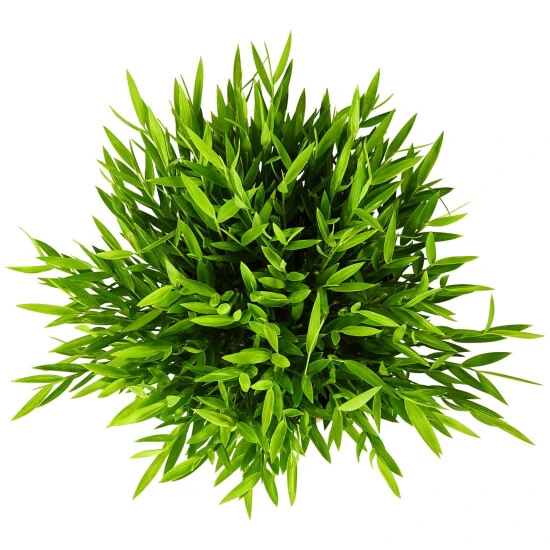 Gartenkrone Zimmerbambus, Pogonatherum Paniceum »Monica« 5 Gartenkrone Zimmerbambus, Pogonatherum Paniceum »Monica« – Bild 3