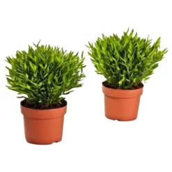 Gartenkrone Zimmerbambus, Pogonatherum Paniceum »Monica« 10 Gartenkrone Zimmerbambus, Pogonatherum Paniceum »Monica« -Wohnen Wohndeko Verkäufe unnamed file 3824