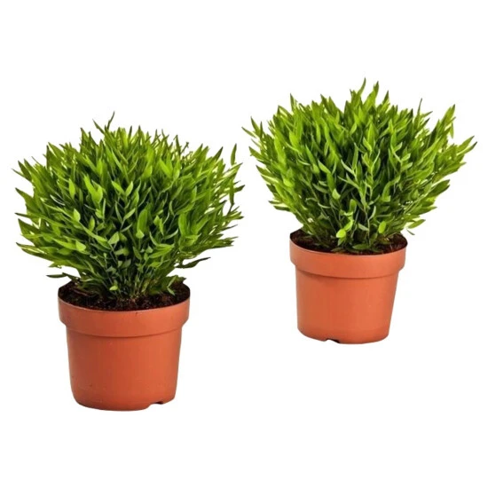 Gartenkrone Zimmerbambus, Pogonatherum Paniceum »Monica« 6 Gartenkrone Zimmerbambus, Pogonatherum Paniceum »Monica« – Bild 4