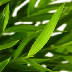 Gartenkrone Zimmerbambus, Pogonatherum Paniceum »Monica« 11 Gartenkrone Zimmerbambus, Pogonatherum Paniceum »Monica« -Wohnen Wohndeko Verkäufe unnamed file 3825