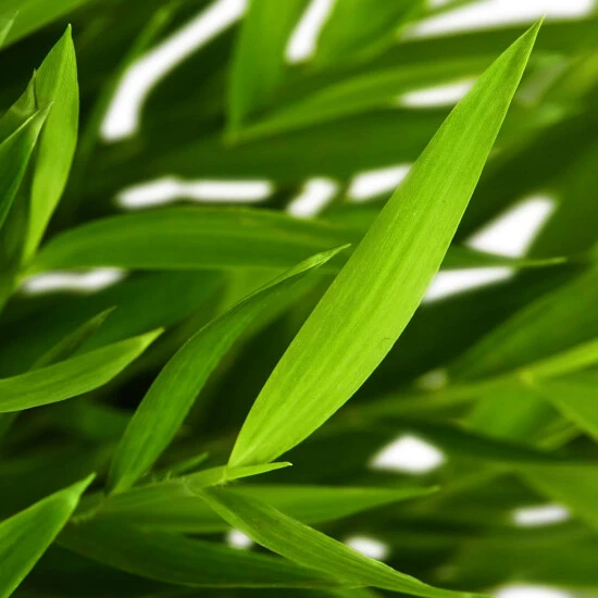 Gartenkrone Zimmerbambus, Pogonatherum Paniceum »Monica« 7 Gartenkrone Zimmerbambus, Pogonatherum Paniceum »Monica« – Bild 5