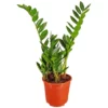 Gartenkrone Zamie, Zamioculcas Zamiifolia, Im Kunststoff-Kulturtopf 1 Gartenkrone Zamie, Zamioculcas Zamiifolia, Im Kunststoff-Kulturtopf -Wohnen Wohndeko Verkäufe unnamed file 3826