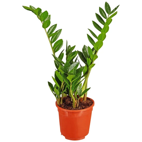 Gartenkrone Zamie, Zamioculcas Zamiifolia, Im Kunststoff-Kulturtopf 3 Gartenkrone Zamie, Zamioculcas Zamiifolia, Im Kunststoff-Kulturtopf