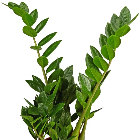 Gartenkrone Zamie, Zamioculcas Zamiifolia, Im Kunststoff-Kulturtopf 4 Gartenkrone Zamie, Zamioculcas Zamiifolia, Im Kunststoff-Kulturtopf – Bild 2