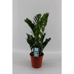 Gartenkrone Zamie, Zamioculcas Zamiifolia, Im Kunststoff-Kulturtopf 8 Gartenkrone Zamie, Zamioculcas Zamiifolia, Im Kunststoff-Kulturtopf -Wohnen Wohndeko Verkäufe unnamed file 3828