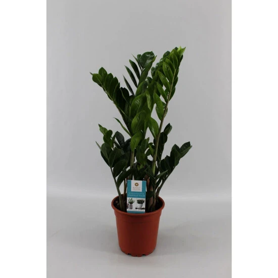 Gartenkrone Zamie, Zamioculcas Zamiifolia, Im Kunststoff-Kulturtopf 5 Gartenkrone Zamie, Zamioculcas Zamiifolia, Im Kunststoff-Kulturtopf – Bild 3