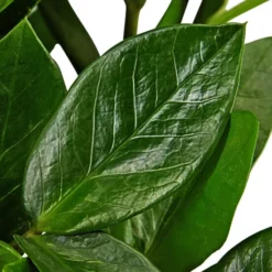 Gartenkrone Zamie, Zamioculcas Zamiifolia, Im Kunststoff-Kulturtopf 9 Gartenkrone Zamie, Zamioculcas Zamiifolia, Im Kunststoff-Kulturtopf -Wohnen Wohndeko Verkäufe unnamed file 3829