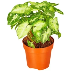 Gartenkrone Purpurtute, Syngonium Podophyllum »Arrow«, Im Kunststoff-Kulturtopf