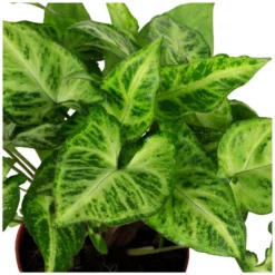 Gartenkrone Purpurtute, Syngonium Podophyllum »Arrow«, Im Kunststoff-Kulturtopf -Wohnen Wohndeko Verkäufe unnamed file 3832