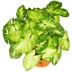 Gartenkrone Purpurtute, Syngonium Podophyllum »Arrow«, Im Kunststoff-Kulturtopf -Wohnen Wohndeko Verkäufe unnamed file 3833