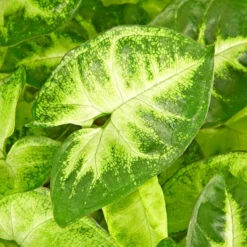 Gartenkrone Purpurtute, Syngonium Podophyllum »Arrow«, Im Kunststoff-Kulturtopf -Wohnen Wohndeko Verkäufe unnamed file 3834