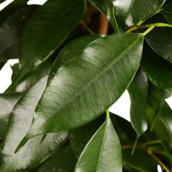 Gartenkrone Birkenfeige, Ficus Benjamini »in Sorten« -Wohnen Wohndeko Verkäufe unnamed file 3837