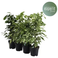 Gartenkrone Birkenfeige, Ficus Benjamini »in Sorten« -Wohnen Wohndeko Verkäufe unnamed file 3838