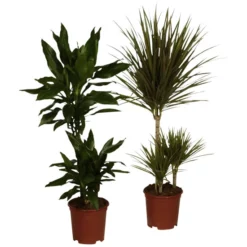 Gartenkrone Gruenpflanzen, Gruenpflanzen Mix »in Sorten«