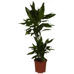 Gartenkrone Gruenpflanzen, Gruenpflanzen Mix »in Sorten« -Wohnen Wohndeko Verkäufe unnamed file 3841