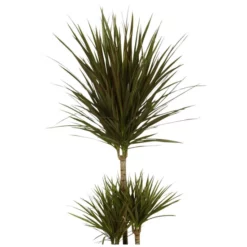 Gartenkrone Gruenpflanzen, Gruenpflanzen Mix »in Sorten« -Wohnen Wohndeko Verkäufe unnamed file 3843