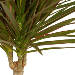 Gartenkrone Gruenpflanzen, Gruenpflanzen Mix »in Sorten« -Wohnen Wohndeko Verkäufe unnamed file 3845