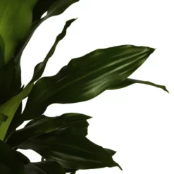 Gartenkrone Gruenpflanzen, Gruenpflanzen Mix »in Sorten« -Wohnen Wohndeko Verkäufe unnamed file 3847