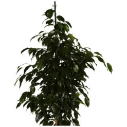 Gartenkrone Birkenfeige, Ficus Benjamini »in Sorten«, Im Kunststoff-Kulturtopf