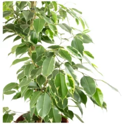 Gartenkrone Birkenfeige, Ficus Benjamini »in Sorten«, Im Kunststoff-Kulturtopf -Wohnen Wohndeko Verkäufe unnamed file 3851