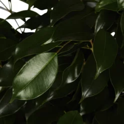 Gartenkrone Birkenfeige, Ficus Benjamini »in Sorten«, Im Kunststoff-Kulturtopf -Wohnen Wohndeko Verkäufe unnamed file 3852