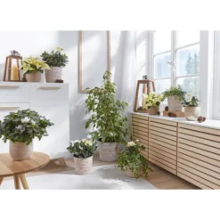 Gartenkrone Birkenfeige, Ficus Benjamini »in Sorten«, Im Kunststoff-Kulturtopf -Wohnen Wohndeko Verkäufe unnamed file 3853