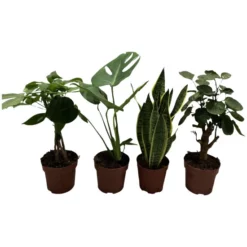 Gartenkrone Grünpflanzen Tropic, Grünpflanzen Mix »in Sorten«