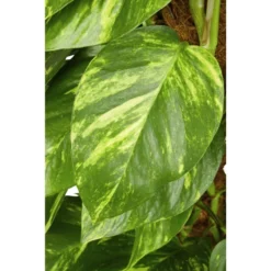 Gartenkrone Efeutute, Epipremnum Aureum -Wohnen Wohndeko Verkäufe unnamed file 3858