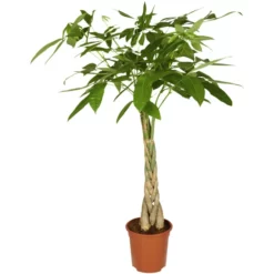 Gartenkrone Gluecksbaum, Pachira Aquatica