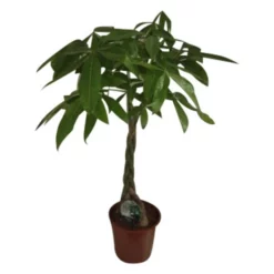 Gartenkrone Gluecksbaum, Pachira Aquatica -Wohnen Wohndeko Verkäufe unnamed file 3863