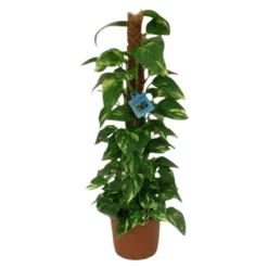 Gartenkrone Efeutute, Epipremnum Aureum